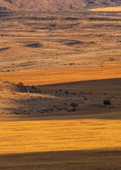 brown and green grass field