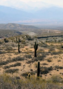 cacti and grass on hills