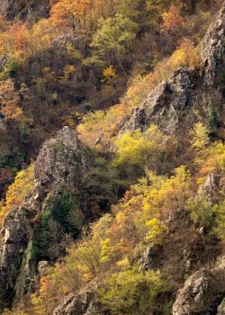 green and yellow trees on mountain