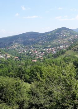 green forest under clear blue sky during daytime
