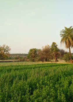 green grass field near green palm trees during daytime