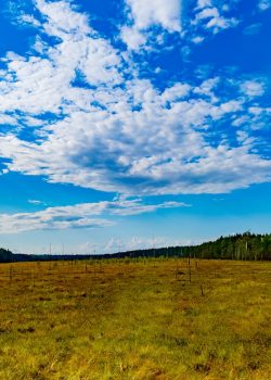 green grass field under blue sky and white clouds during daytime
