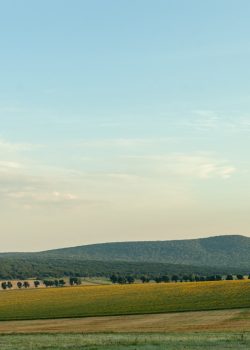 green grass field under blue sky during daytime