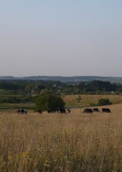green grass field under gray sky during daytime