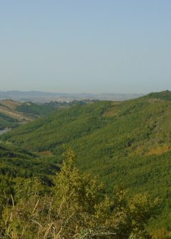 green grass field under white sky during daytime
