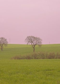 green grass field with leafless tree