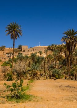 green palm trees near white concrete building during daytime