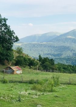 green tree near body of water during daytime