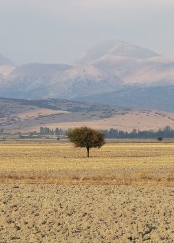green tree on brown field during daytime
