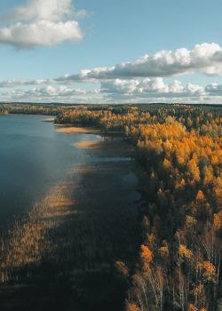 green trees beside body of water under cloudy sky during daytime