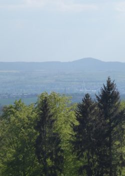 green trees near body of water during daytime