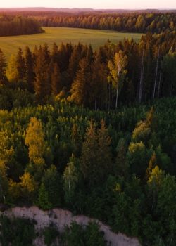 green trees on brown field during daytime