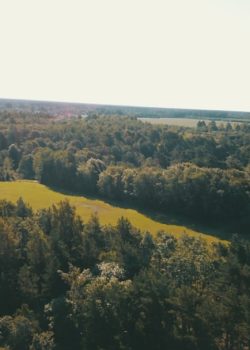green trees on mountain during daytime