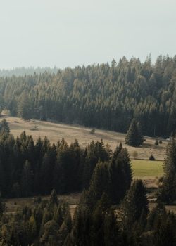 green trees on mountain during daytime