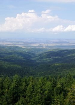 green trees on mountain under white clouds during daytime