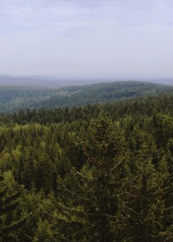 green trees on mountain under white sky during daytime