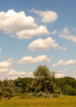 green trees under white clouds and blue sky during daytime