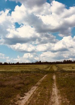 landscape photo of a green and brown field
