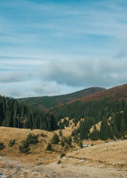 landscape photography of green trees in the mountains during daytime
