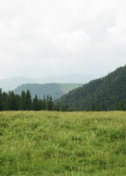 mountain covered with green leafed trees