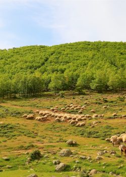 photography of flock of sheep eating grass during daytie