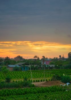 the sun is setting over a field of crops