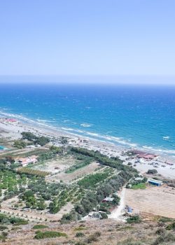 tree and field near the shore during day