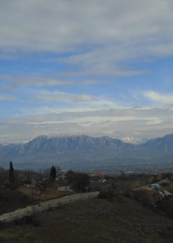 white and red building and trees